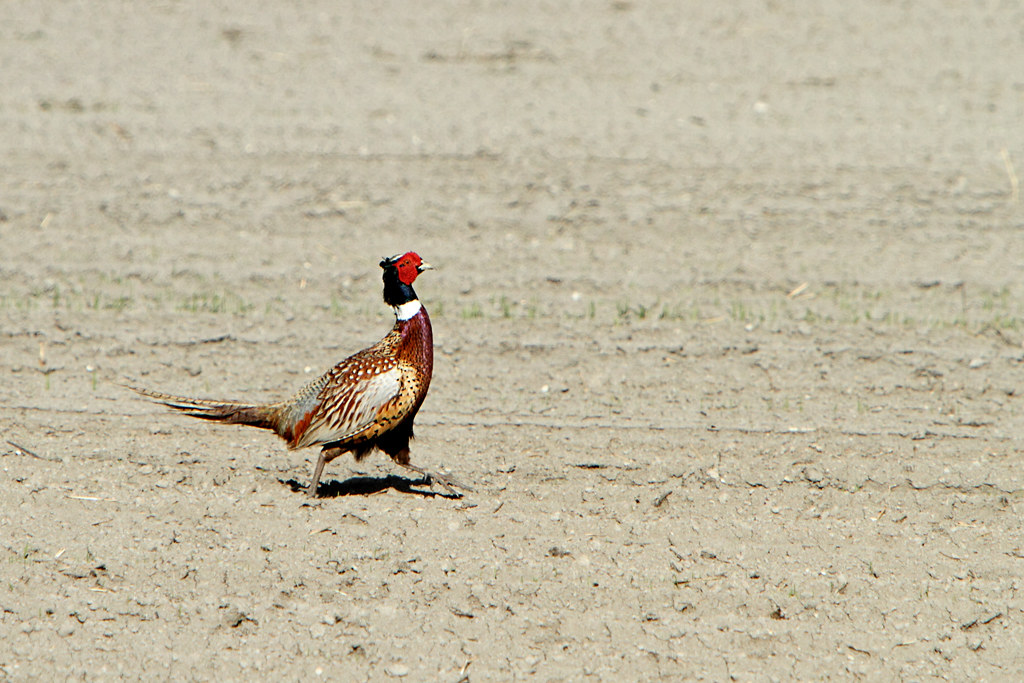Ringnecked pheasant on the run.2 of 3 The Ringnecked… Flickr