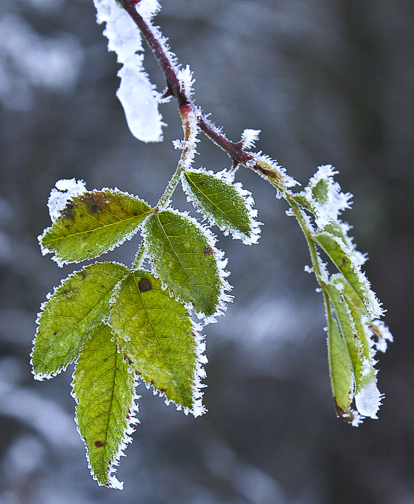 First Frost The first snow of winter has fallen and there … Flickr