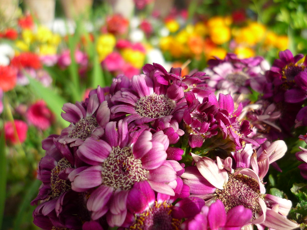 Flowers at Quetta Hotel deffury Flickr