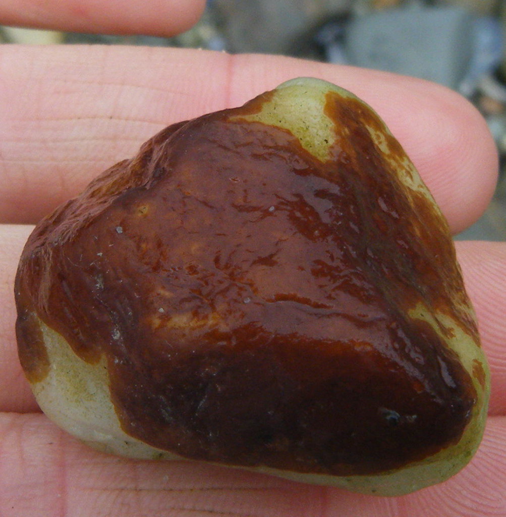 Hildenbrandia rubra Encrusting Red Algae, Hildenbrandia ru… Flickr