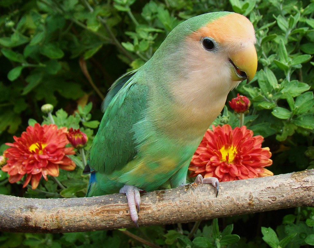 Bailey Bird, our dutch blue lovebird sylvia1sam Flickr