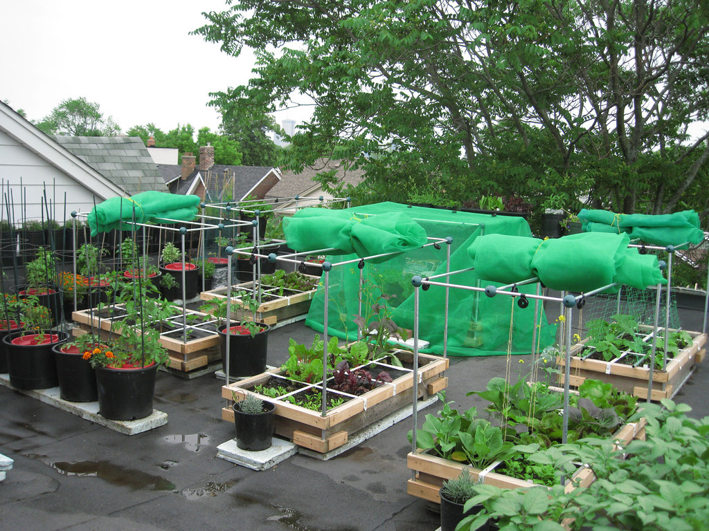 Rooftop Vegetable Garden 2010 Mid June, looking south Flickr