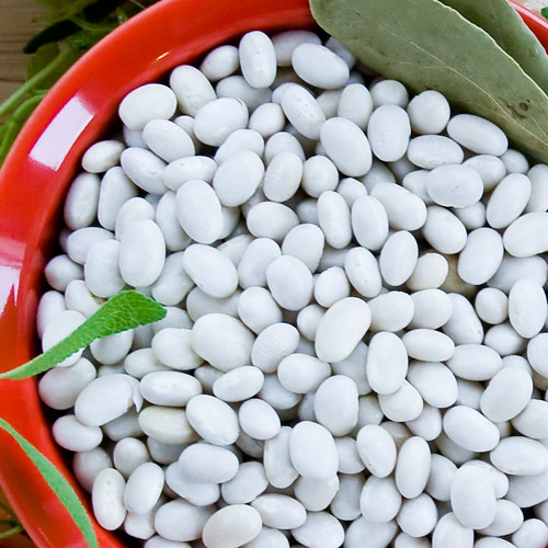 white navy beans Elizabeth Lord Flickr