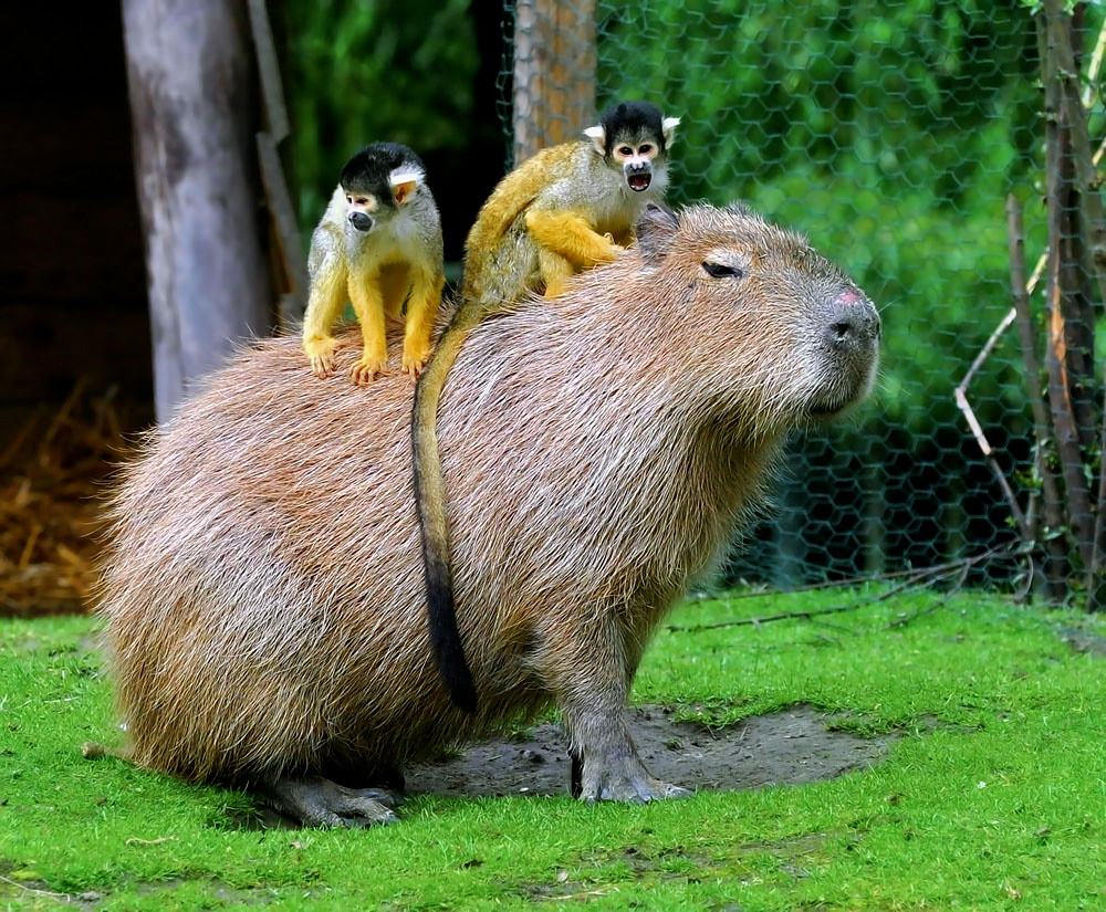 Squirrel monkeys & Capybara Poor guy, he has 2 monkeys on … Flickr