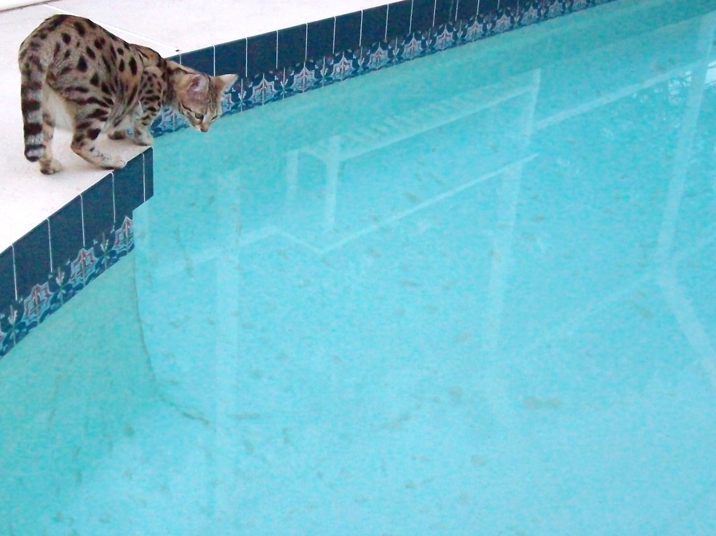 Savannah cat a Savannah at the pool Linda Hoover Flickr