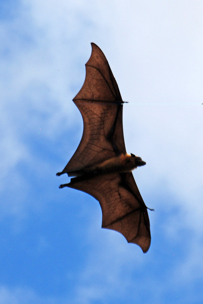 Bat in Sri Lanka Copyright © Laurent Malbecq All rights … Flickr