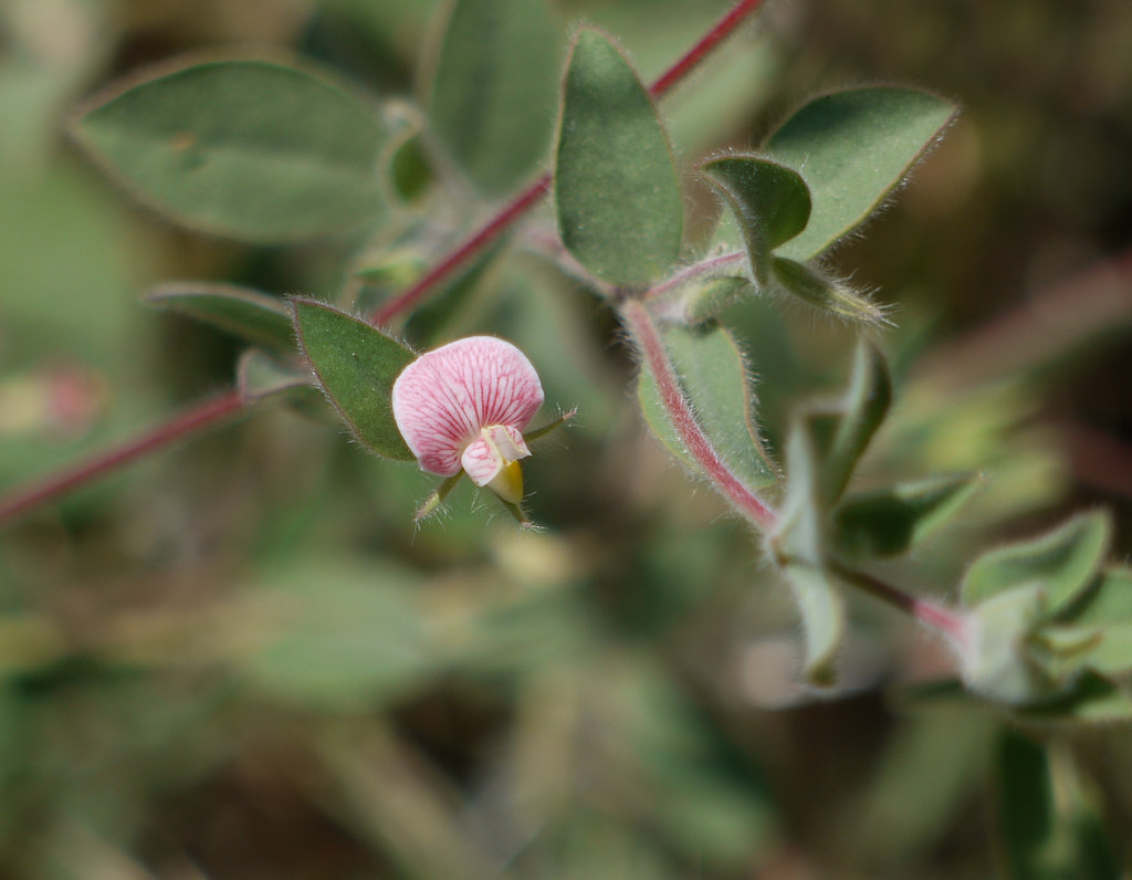 spanish lotus Lotus purshianus var. purshianus. (Now Acmis… Flickr