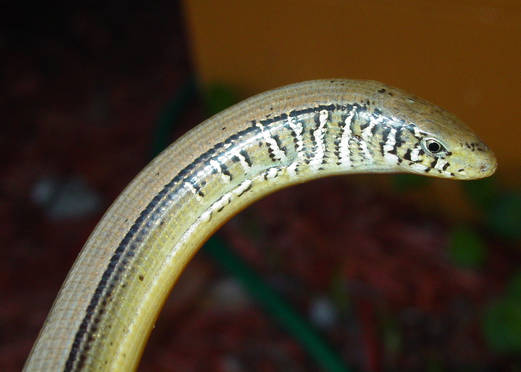 Eastern Glass Lizard 3, Winter Park, FL 259, 7907 Flickr