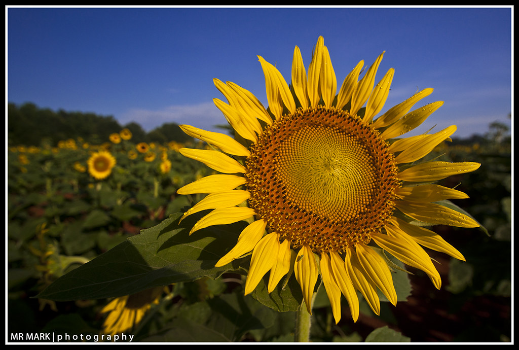 Sunflower Field, Rutledge, GA Sunflower Field, Rutledge, G… Flickr