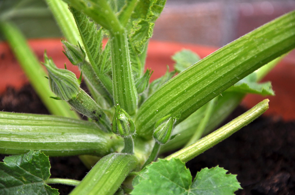 365 Day 203 Courgette buds forming but only male flowers… Flickr