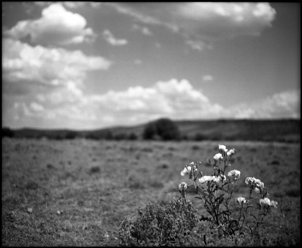 Peeples Valley, AZ Mamiya Universal, 100mm 2.8, Fuji Acros