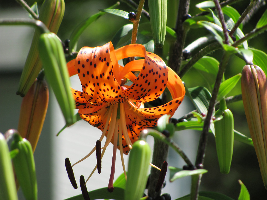 Tiger Lily Blooming tigrinum Splendens planted Jul107 Linda Daley