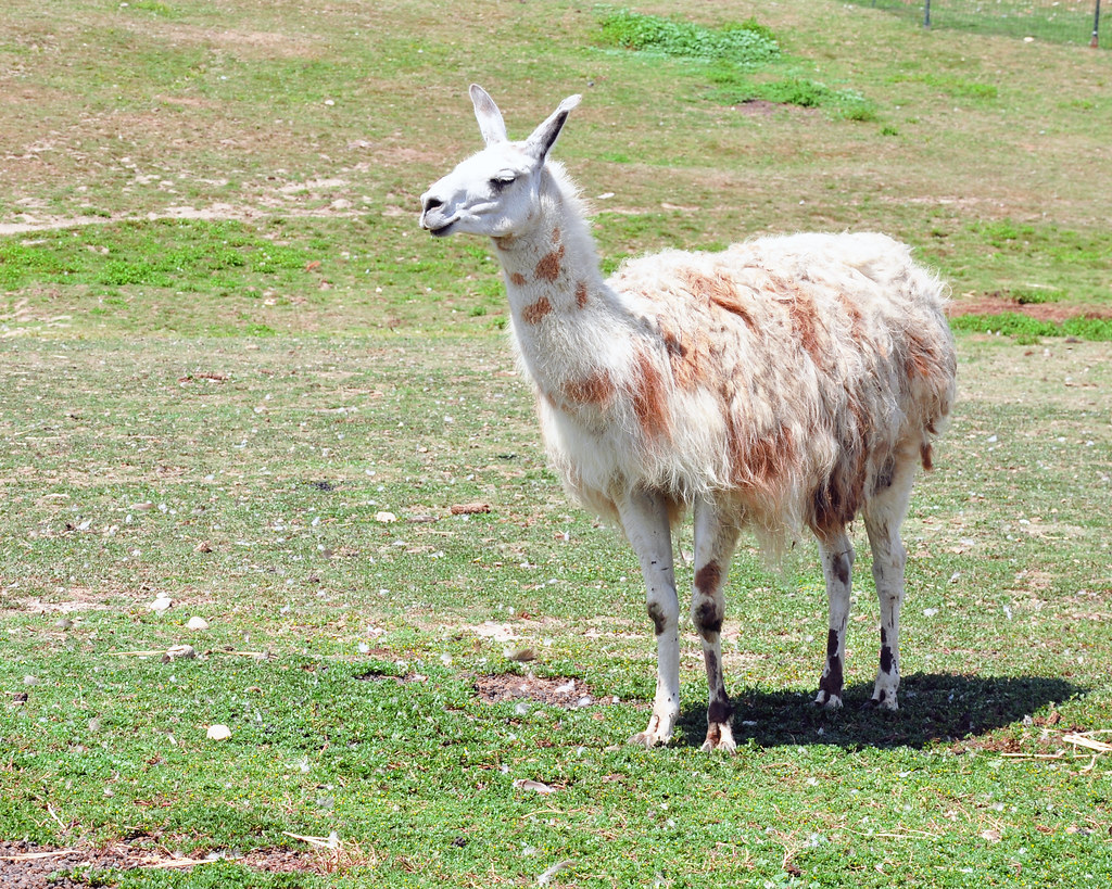 Llama At Abrams Animal Farm, Block Island, Rhode Island. Mary Vican