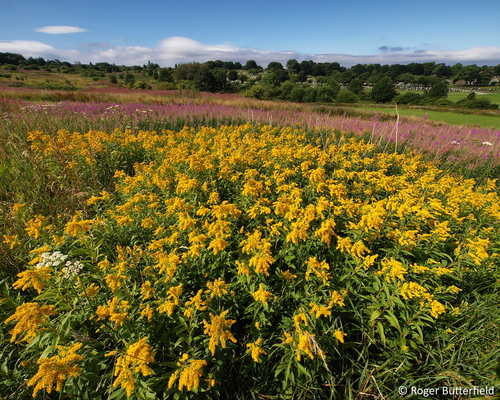Manor Fields Park Canadian goldenrod and rosebay willowher… Flickr