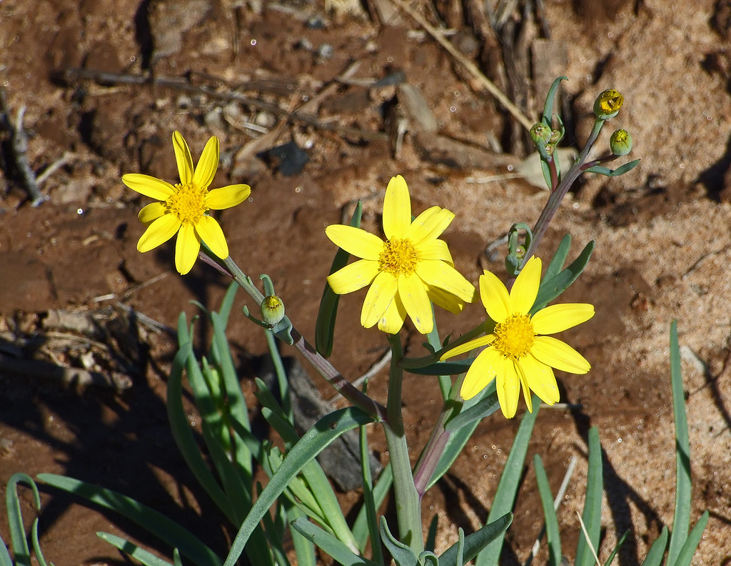 Annual Yellowtop Senecio gregorii A very common flower i… Flickr