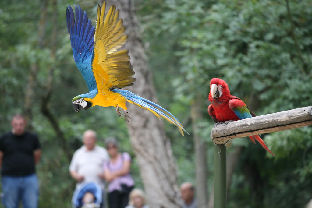 african safari zoo plaisance du touch garonne_buon Flickr