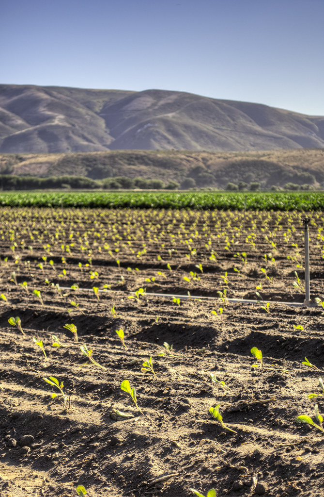 Farmland in California smells amazing Tom Check Flickr