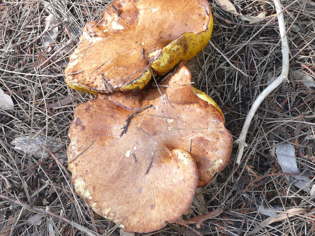 Fungi. Growing Under Pine Trees Sydney Oats Flickr