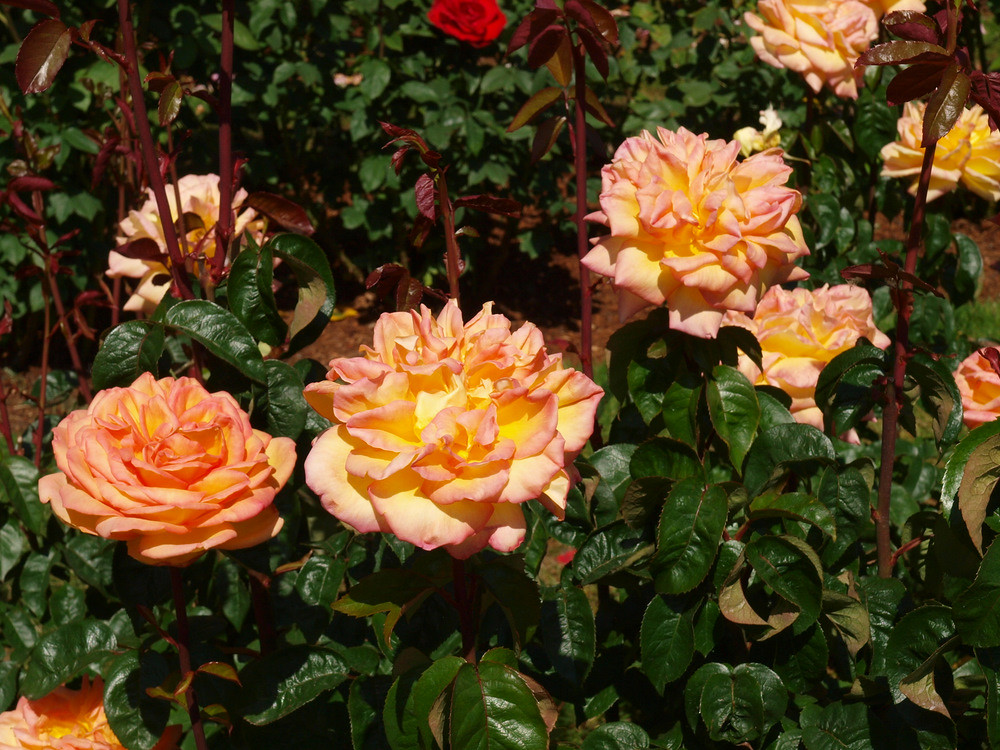 Best Roses 2010 Portland Oregon's Washington Park contains… Flickr