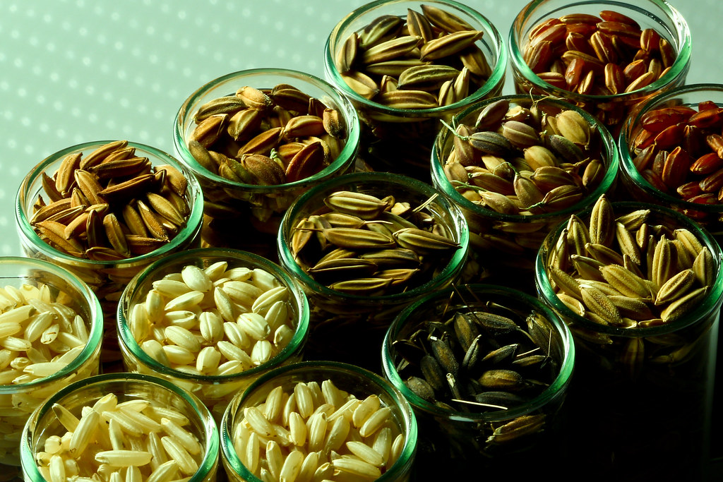 rice seed variety Different types of rice from the collect… Flickr