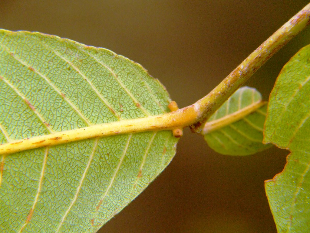Arjun leaf glands_Terminalia 06 0… Flickr