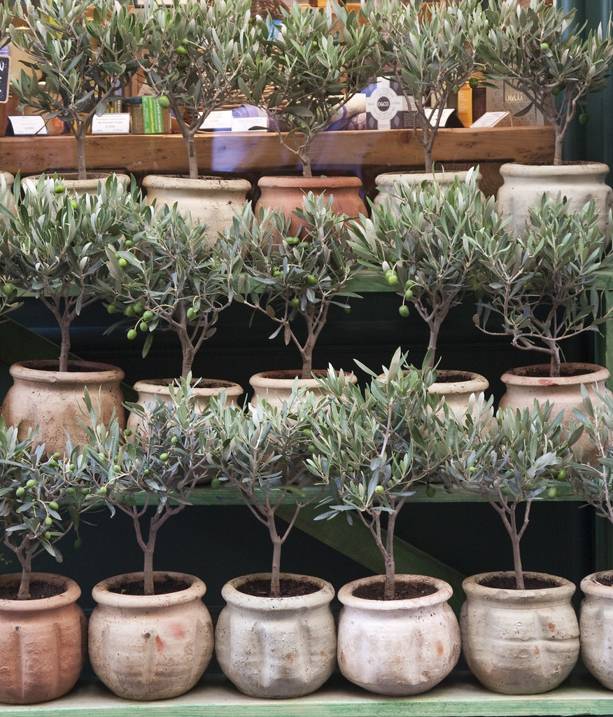 olive trees for sale, Aix en Provence TorontoConnection Flickr