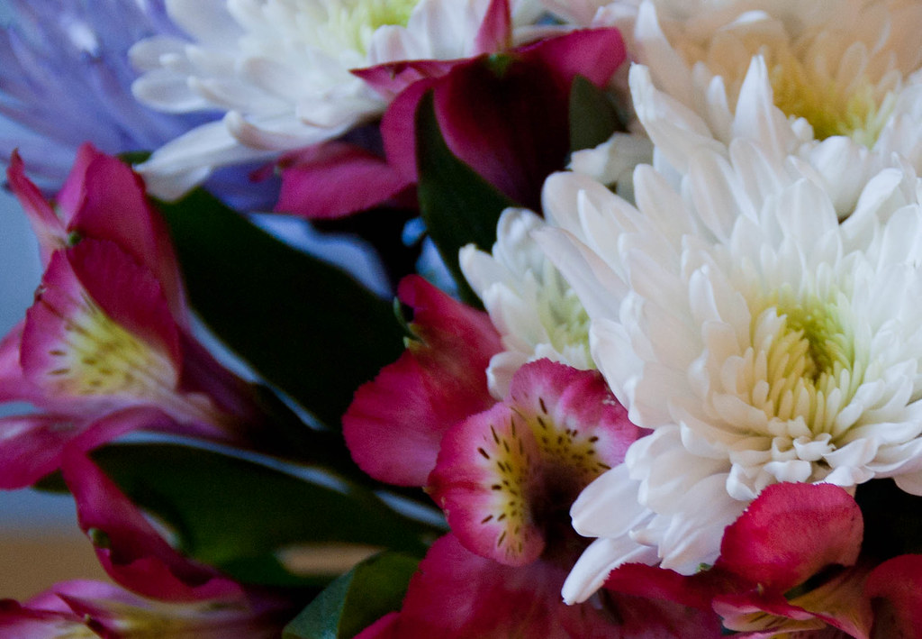 196/365 Flowers for no reason I love my hubby! Saj Flickr