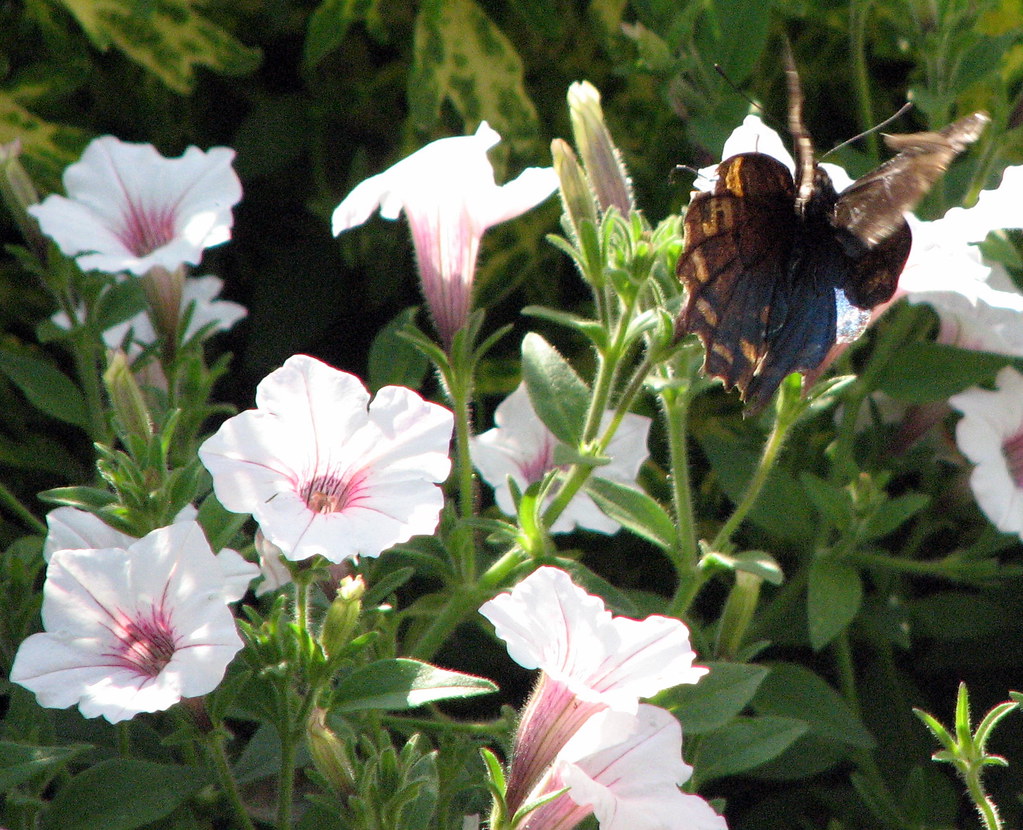 Butterfly on Wildflowers, North Carolina Arboretum, Ashevi… Flickr