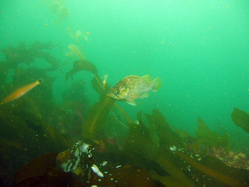 Kelp rockfish and senorita at Naples Reef Photo Dana Roeb… Flickr