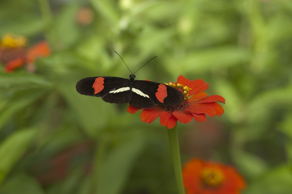 Postman butterfly Brookside Gardens, Wheaton, Md. vintyma Flickr