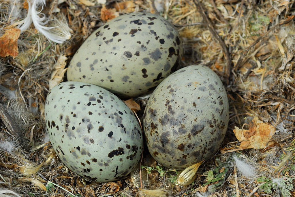 Yellowlegged gull eggs in nest Eggs of yellowlegged gu… Flickr