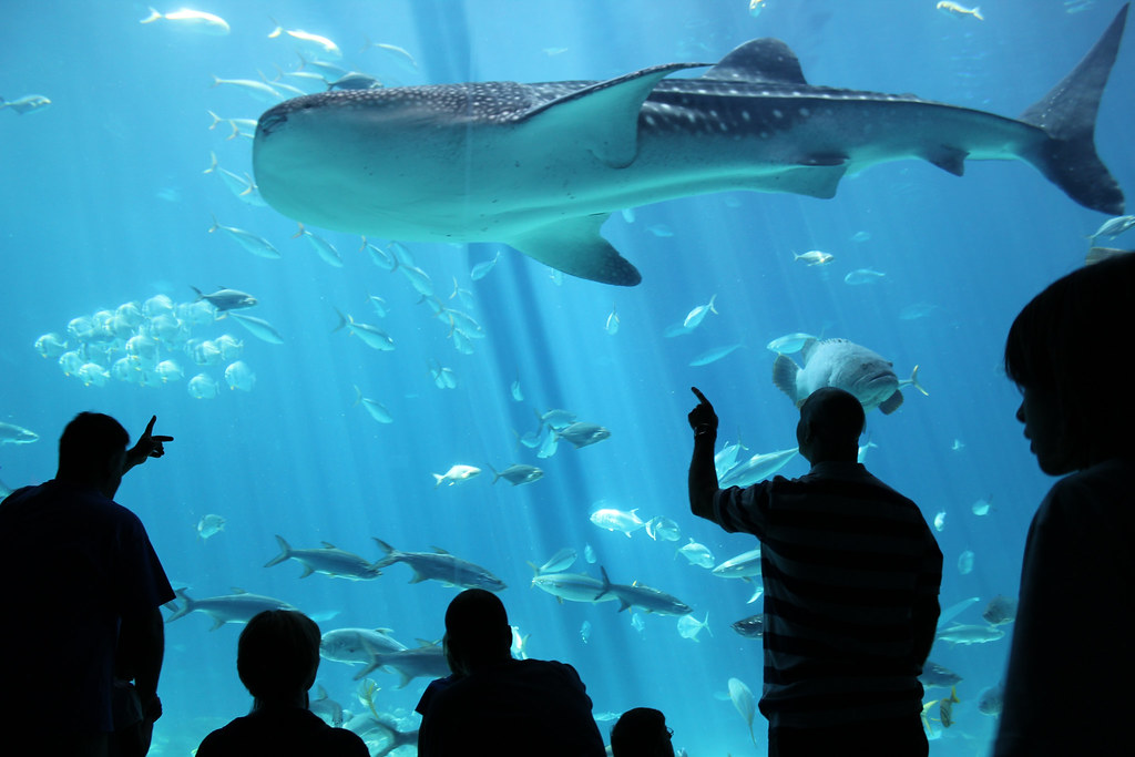 Atlanta Aquarium Peter Morrissey Flickr