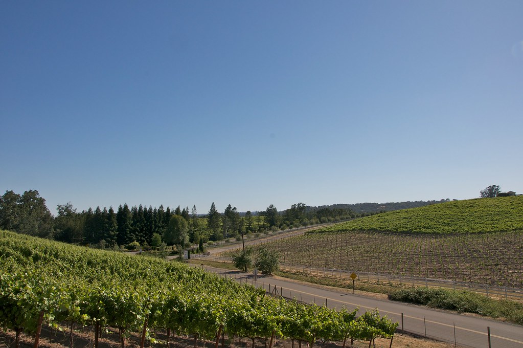 Vineyard Outside Santa Rosa Brevort Flickr