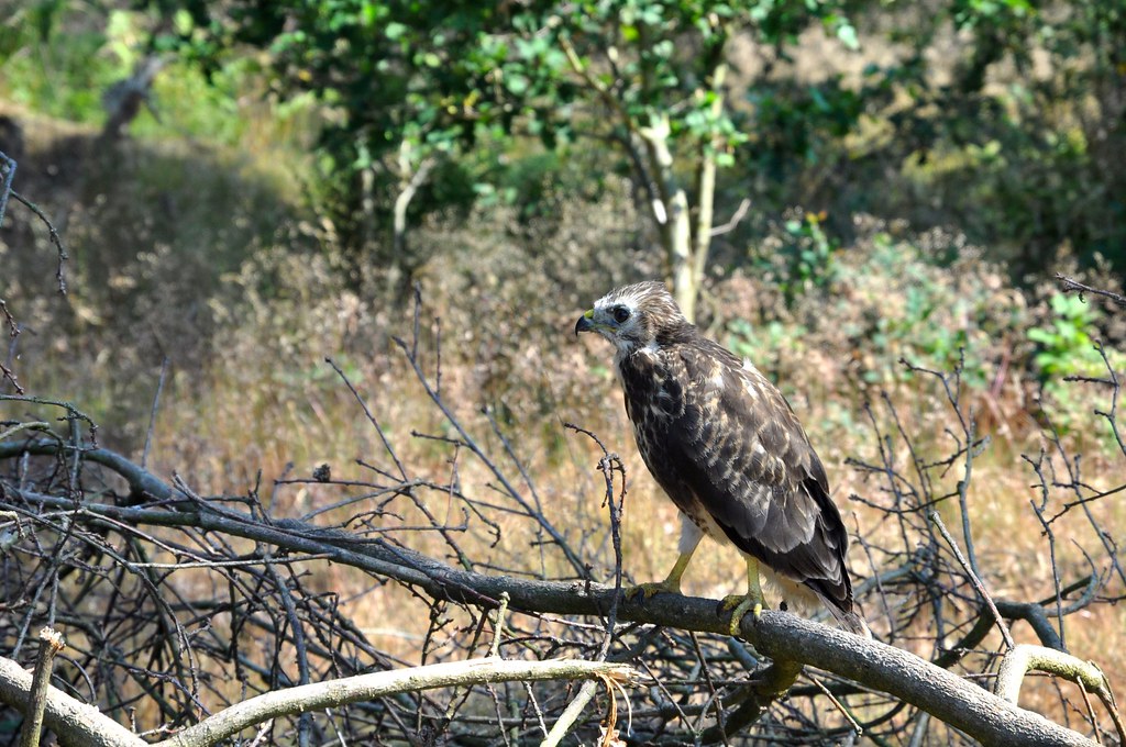 Young Bird of Prey This young bird, seen this morning next… Flickr