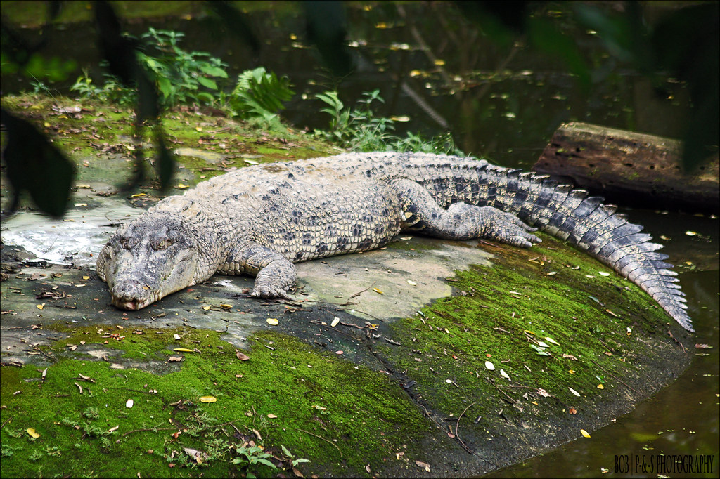 Estuarine Crocodile (Crocodylus porosus) Buaya Tembaga