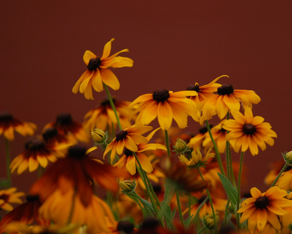 Fire Flower bed in front of the museum in South Baymouth, … Flickr
