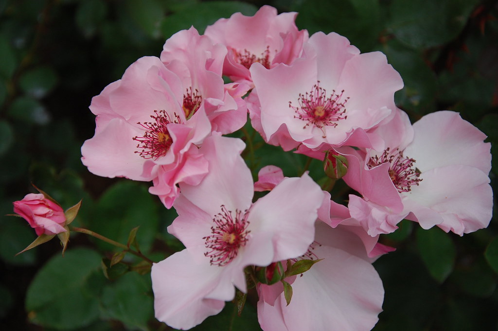 Nova Scotia 7 240 Summer Roses at the Historic Annapolis R… Flickr