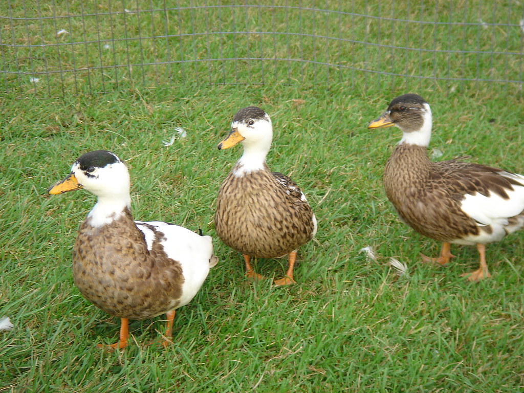 Penciled Call Ducks Penciled Call Ducks Hens and a Drake eFowl Hatchery Flickr