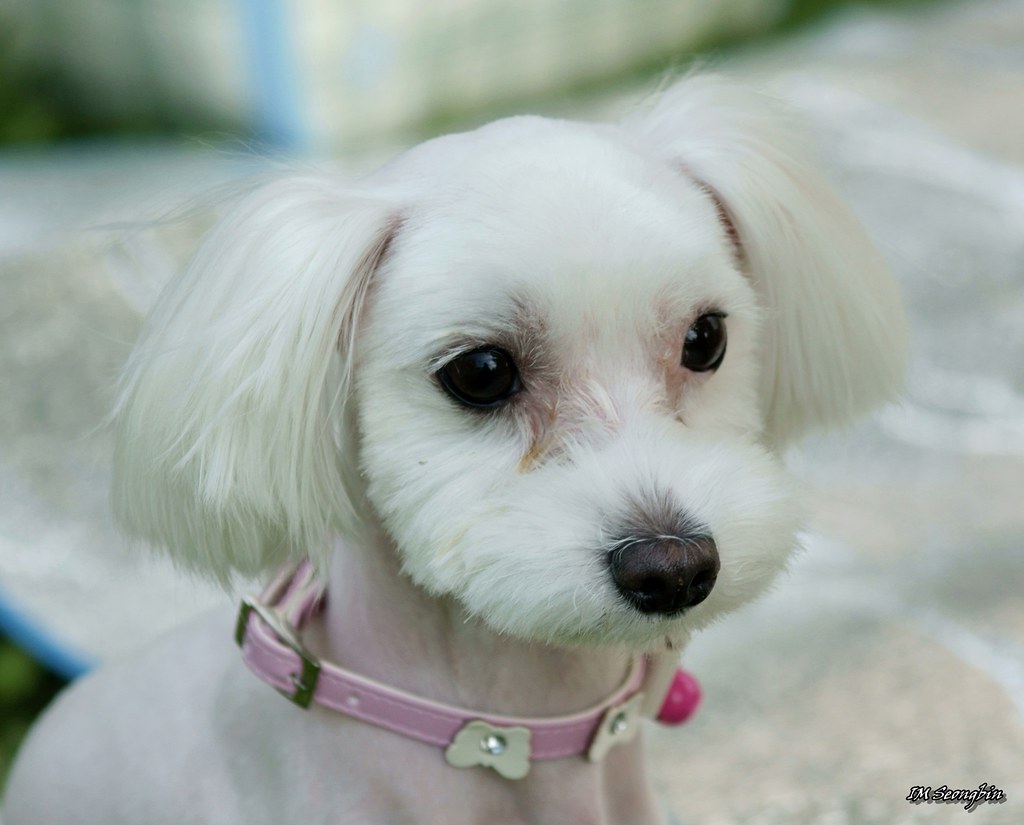 Maltese (말티즈) Seongbin Im Flickr
