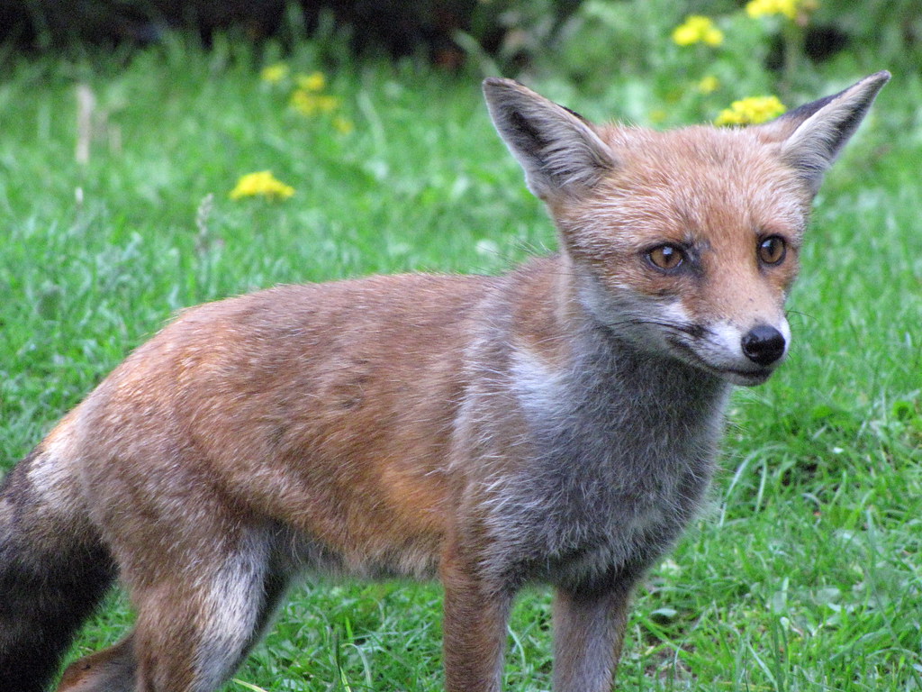 Jake The Fox! Taken on Cannock Chase on 23rd August, 2010 John