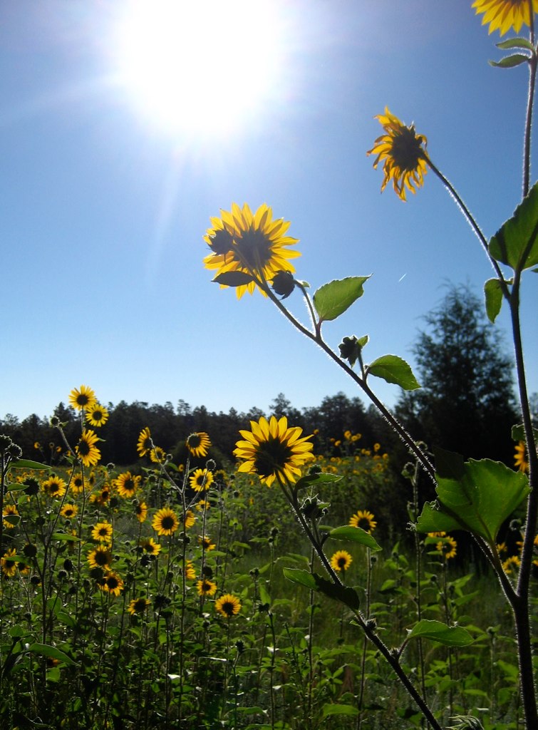 New Mexico Meadow Sunflowers Philmont Scout Ranch volvodadfast Flickr