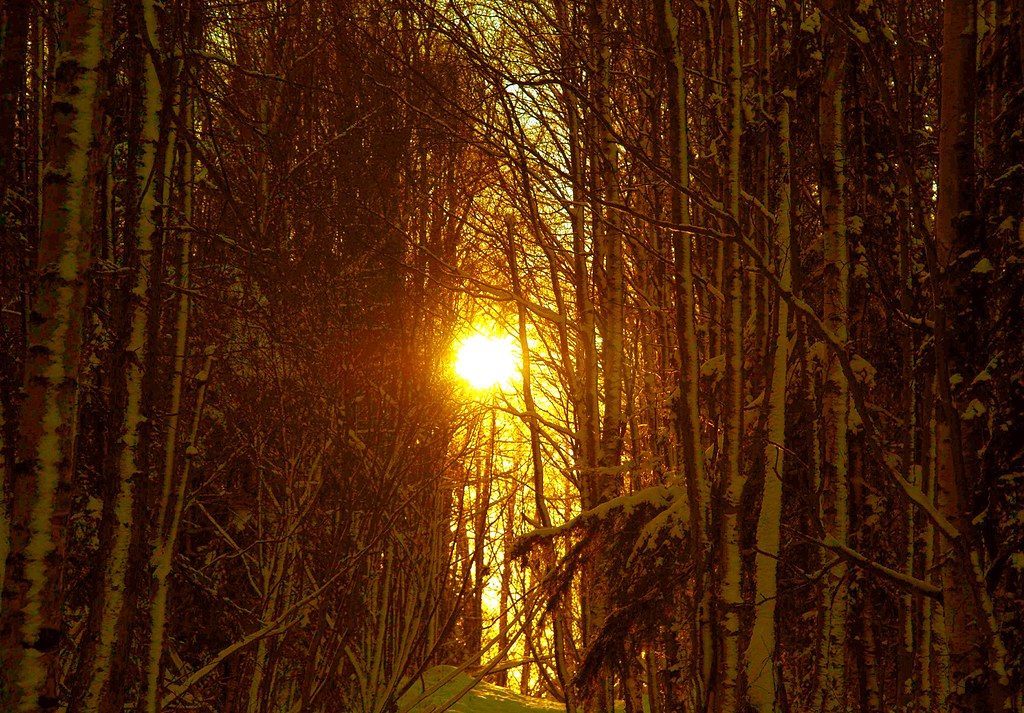 Alaska Anchorage Kincaid Park In The Forest flickrhivemind… Flickr