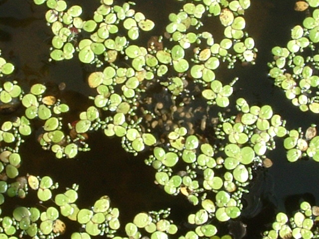 Gray Tree Frog Eggs 1 Cyndi B Flickr