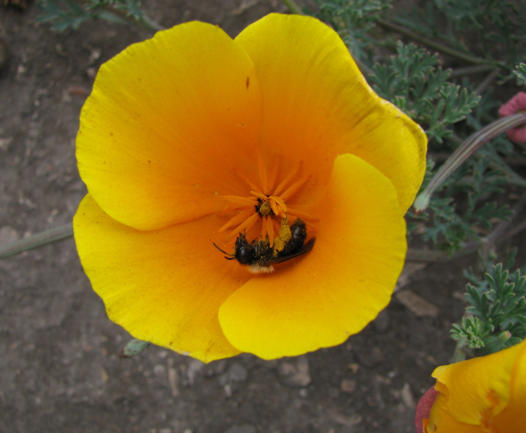 A Bumblebee Collects the Pollen, California Golden Poppy Flickr