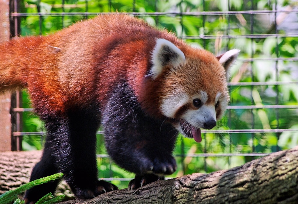 Red Panda Red pandas resemble raccoons in size and appeara… Flickr