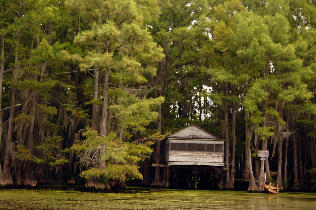 Caddo Lake_2913 Caddo Lake, Uncertain, Texas Omar Bárcena Flickr