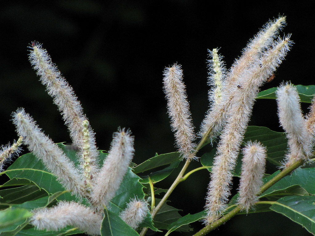 Chestnut Catkins Staminate male flowers on the chestnut tr… Flickr
