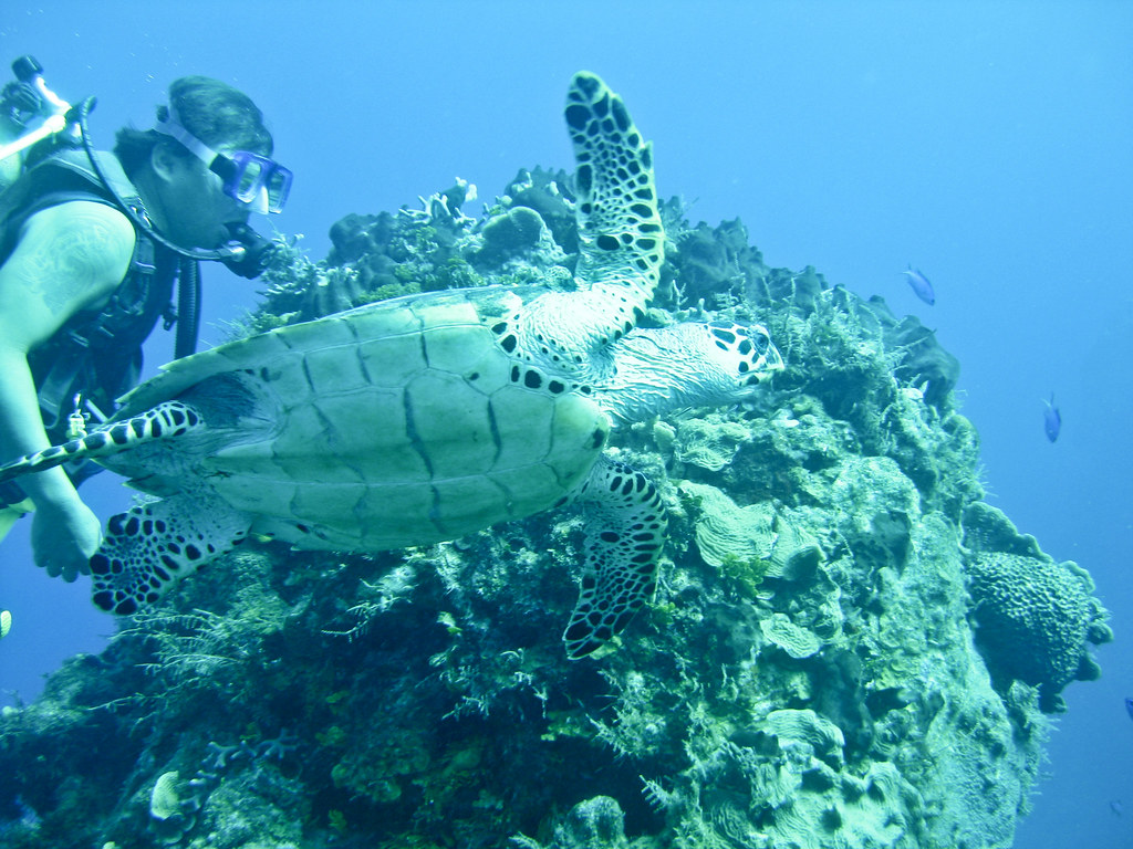 IMG_1301 CozumelPalancar Horseshoe Reef 07/20/2010 Rich Whitlow Flickr