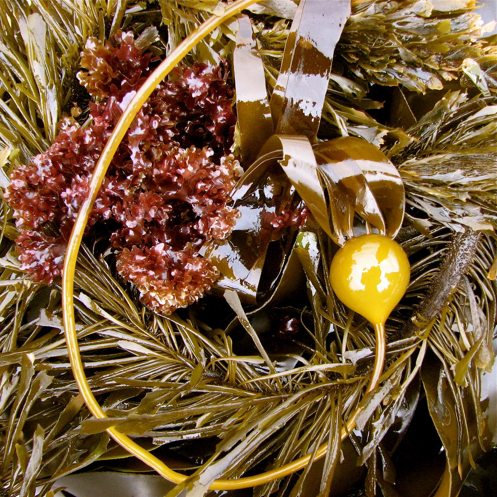 kelp swirl Bull kelp and feather boa kelp in the lower int… Flickr