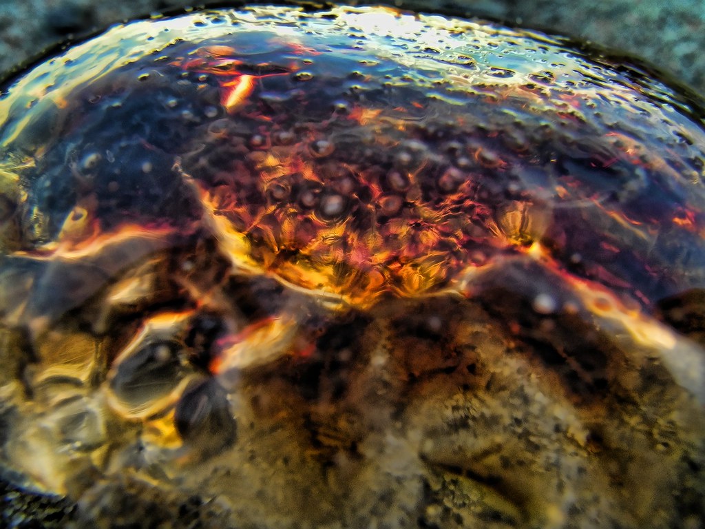 Jellyfish, Long Island Sound In Black Edwaste Flickr